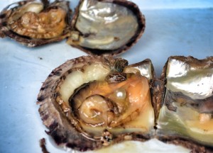Pearl Found in Oyster Pearl in Oyster, Best Halong Bay Overnight Cruise Tours from Hanoi