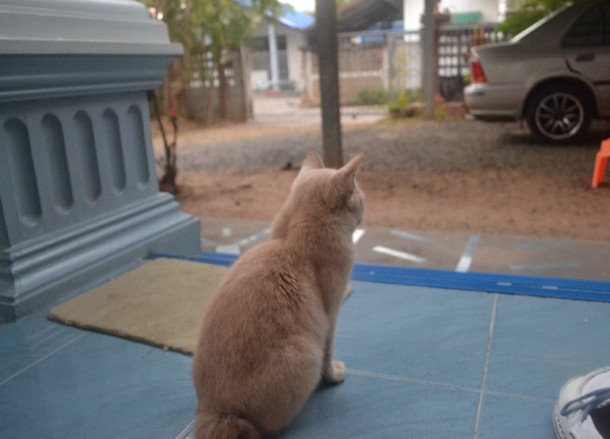 Tailless Cat Tailless Cat on Doorstep, Living in Thailand, Nang Rong, Simple life Rural Thailand