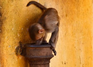 Macaque Monkeys at Mt Popa Macaque Monkeys at Mt Popa, Two Days in Bagan and Mount Popa, Myanmar