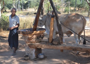 Buffalo Working Palm Mill Buffalo Working Palm Mill, Two Days in Bagan and Mount Popa, Myanmar