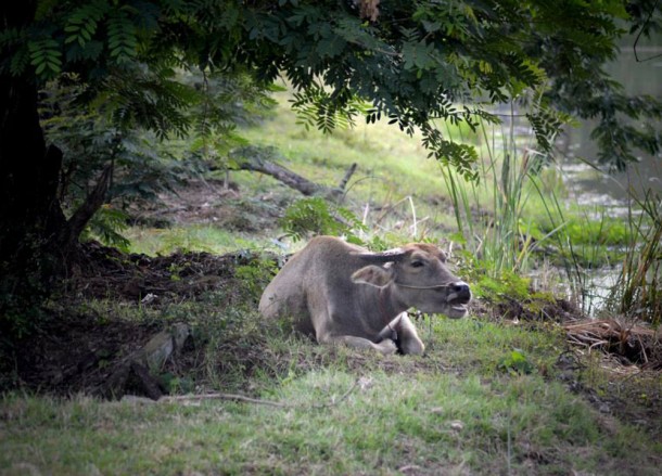 Lazy Kwai Buffalo, Living in Thailand, Nang Rong, Simple life Rural Thailand