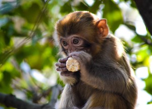 Cute Monkeys, Top Attractions in Hunan China