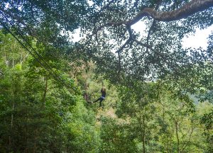 Jungle Zipline, Giant Tree House Coffee Shop in Chiang Mai Homestay